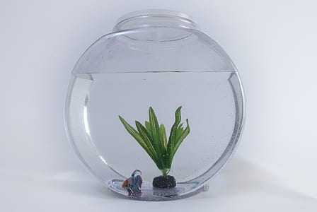 betta fish in fishbowl thumbnail
