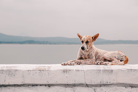 brown and white short-coated dog laying on white concrete surface thumbnail