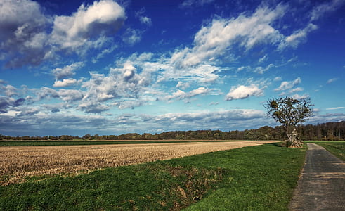 green field near road at daytime thumbnail