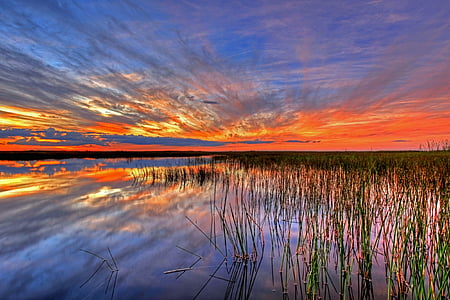 green grass in body of water thumbnail