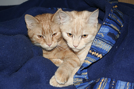 two orange tabby cats with blue textile thumbnail