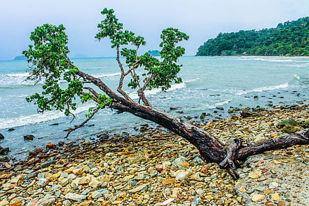 Green Tree Beside Seashore Near Green Mountain thumbnail