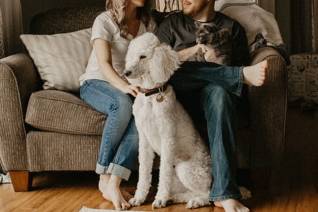 man and woman sitting on couch with poodle doog thumbnail