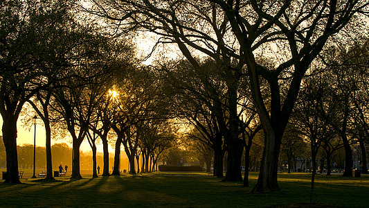 photo of a trees on sunset thumbnail
