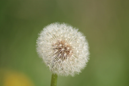 Dandelion, Macro thumbnail