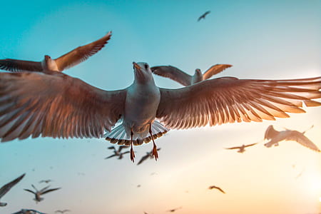 low angle photo of flock of seagulls flying under blue sky thumbnail