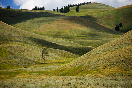 trees on green grass field thumbnail