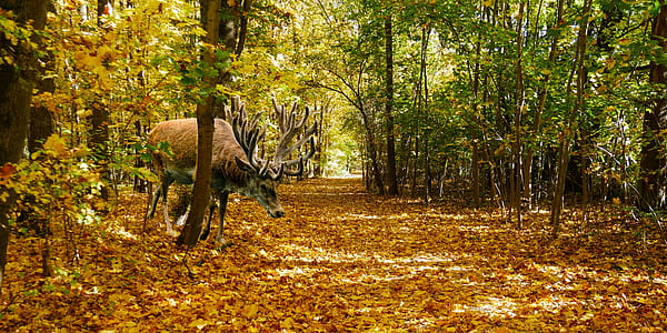 brown moose in the middle of forest thumbnail