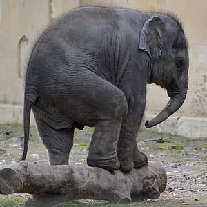 gray elephant kid on brown wooden trunk thumbnail