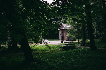 A walk through the forest thumbnail