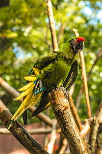 tilt shift lens photography of green and red parrot bird thumbnail
