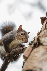 gray raccoon on tree branch thumbnail
