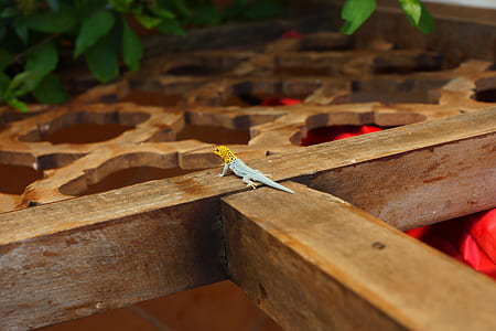 yellow and white lizard walking on brown wooden surface thumbnail