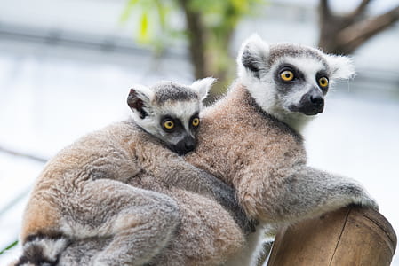 animal, cute, eyes, blur thumbnail