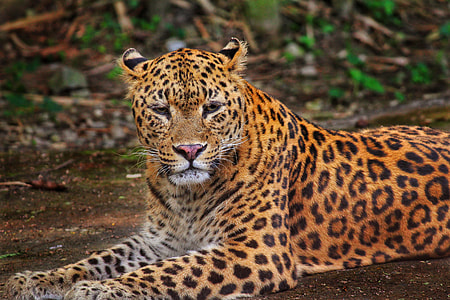 leopard lying on ground closeup photo thumbnail