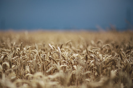 Golden grain thumbnail
