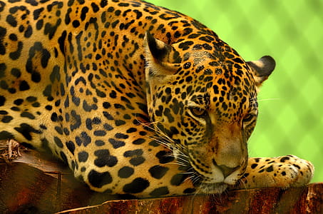 Leopard on Brown Log thumbnail