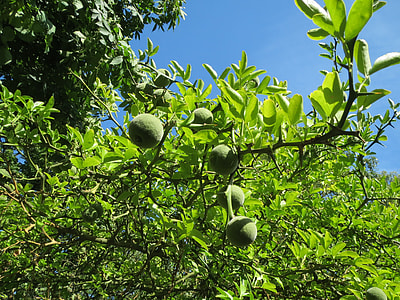 Citrus Trifoliata, Trifoliate Orange thumbnail