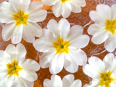 closeup photography of white and yellow petaled flowers thumbnail