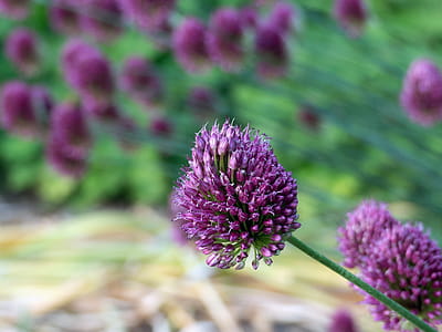 Purple allium flowers in bloom. thumbnail