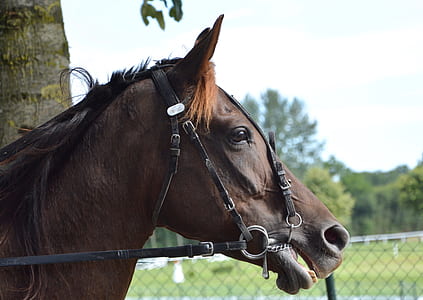 brown horse standing near tree thumbnail