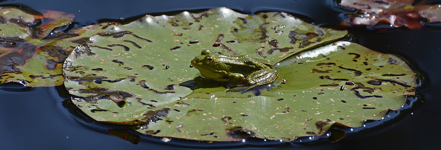 green frog on green lily pod thumbnail