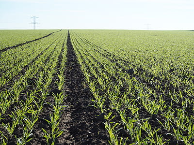 fam field under clear sky thumbnail