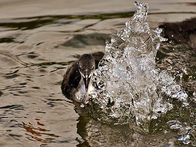 focus photography of water splash thumbnail