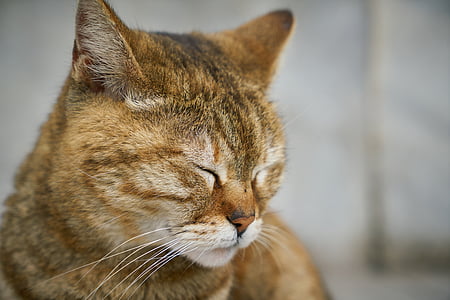 close-up of orange tabby cat thumbnail
