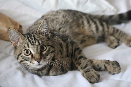 gray cat on white bed sheet thumbnail