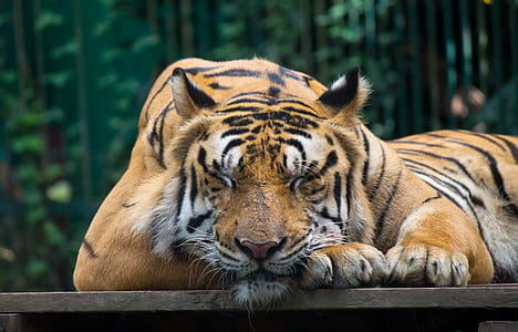 brown tiger lying on brown wooden plank thumbnail