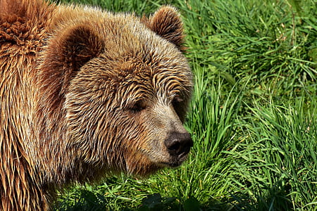 brown bear on green grass field thumbnail