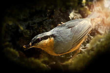 brown and gray bird thumbnail