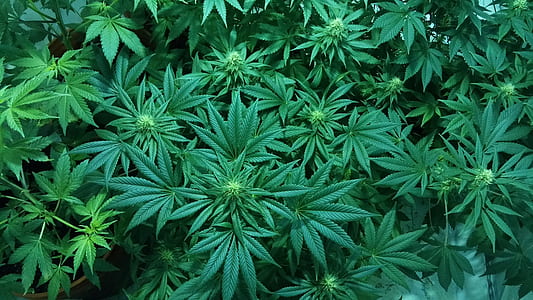 cannabis plant thumbnail