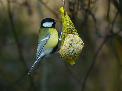 green-backed tit perching on nest thumbnail