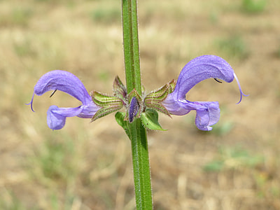 Salvia Pratensis, Meadow Clary thumbnail