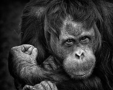 grayscale photo of ape thumbnail