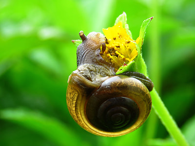 black and brown snail at yellow petaled flower thumbnail
