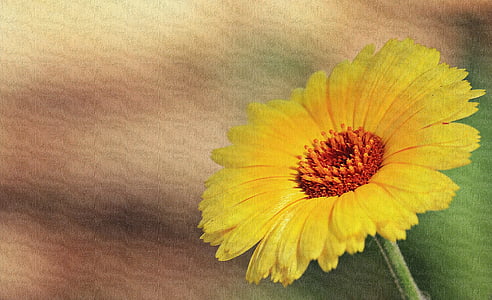 shallow focus photography of yellow flower thumbnail