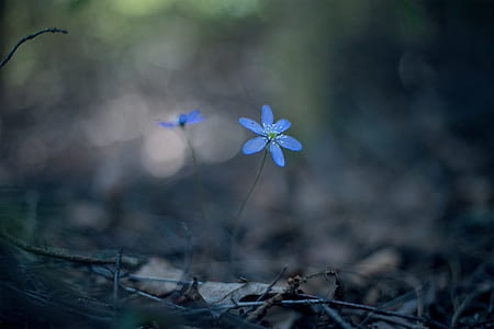 shallow focus photography of flower thumbnail