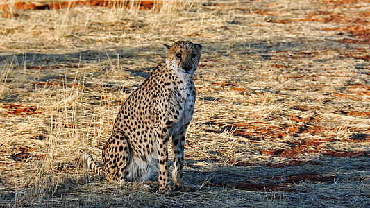 cheetah sitting on grass field thumbnail