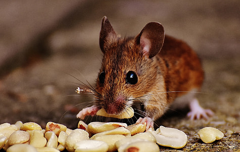 shallow focus photography of brown mice eating peanut during daytime thumbnail