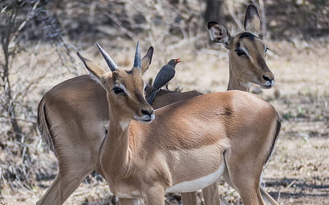 Close-Up Photography of Gazelle thumbnail