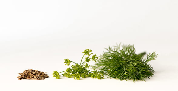 three green plants on white surface thumbnail