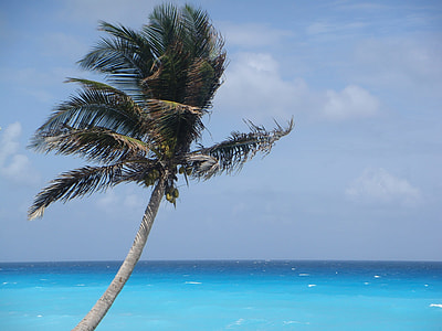 coconut tree near sea shore thumbnail