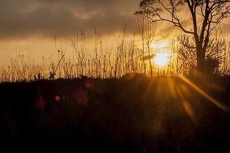 silhouette of tree and grasses during sundet thumbnail