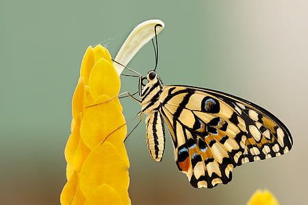 common lime butterfly on yellow flower thumbnail