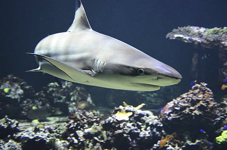 gray shark under water thumbnail