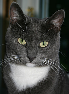 gray and white cat thumbnail