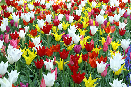 bed of flowers thumbnail